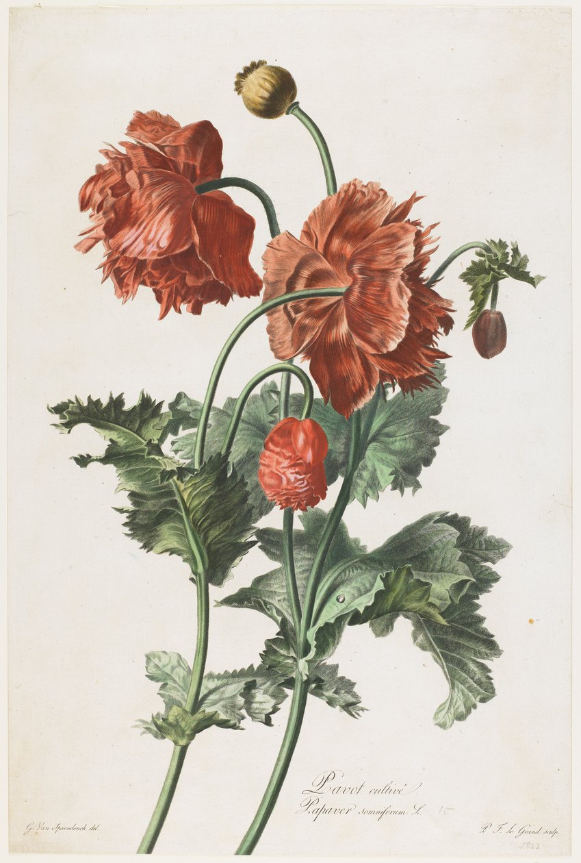 Uprawiany mak, z Fleurs Dessinees d