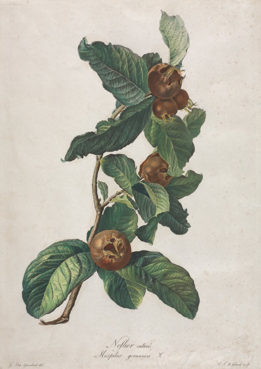 Uprawiana nieszpułka zwyczajna (Mespilus germanica) autorstwa Gerard van Spaendonck