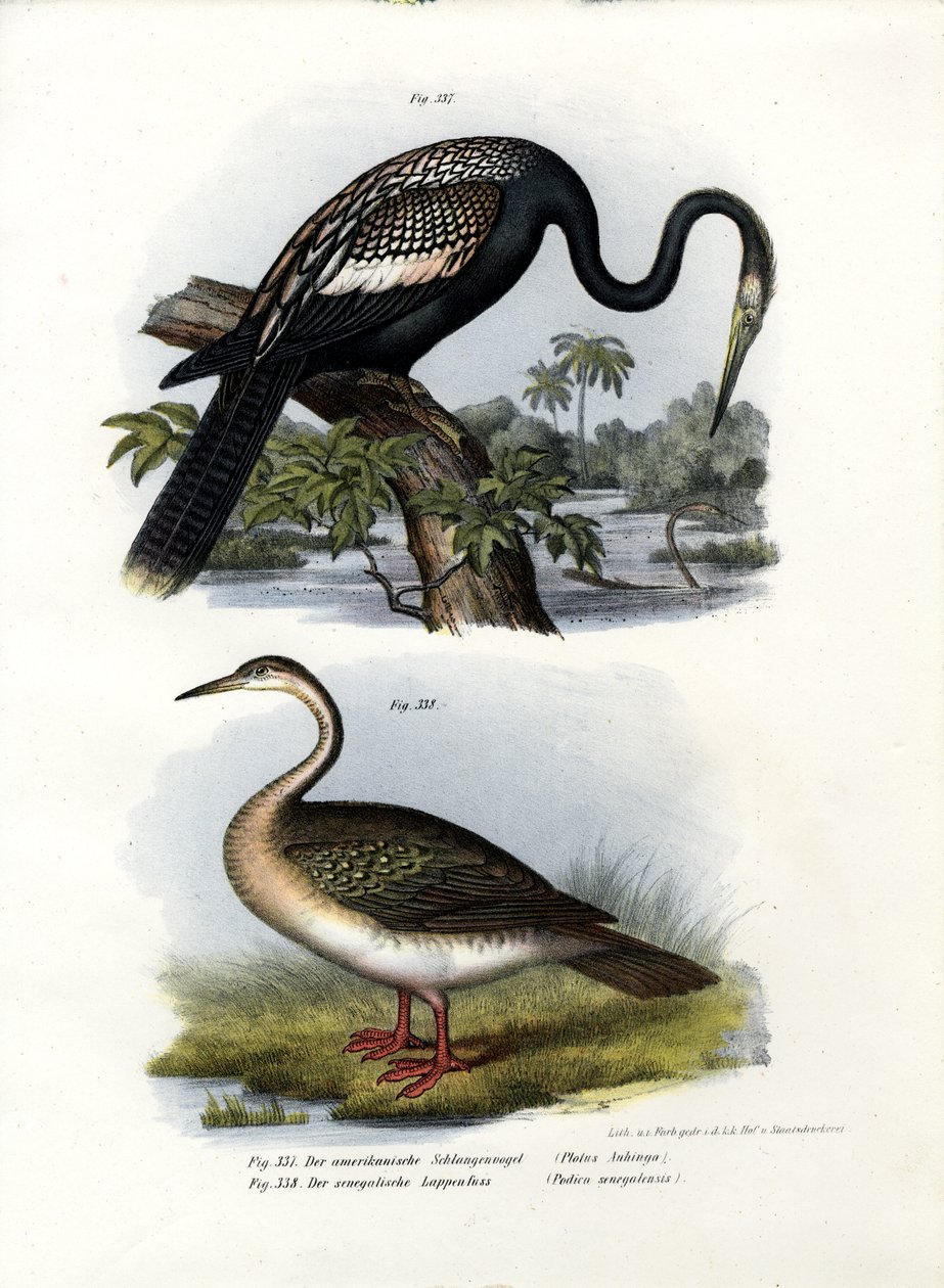 Anhinga, 1864 autorstwa German School