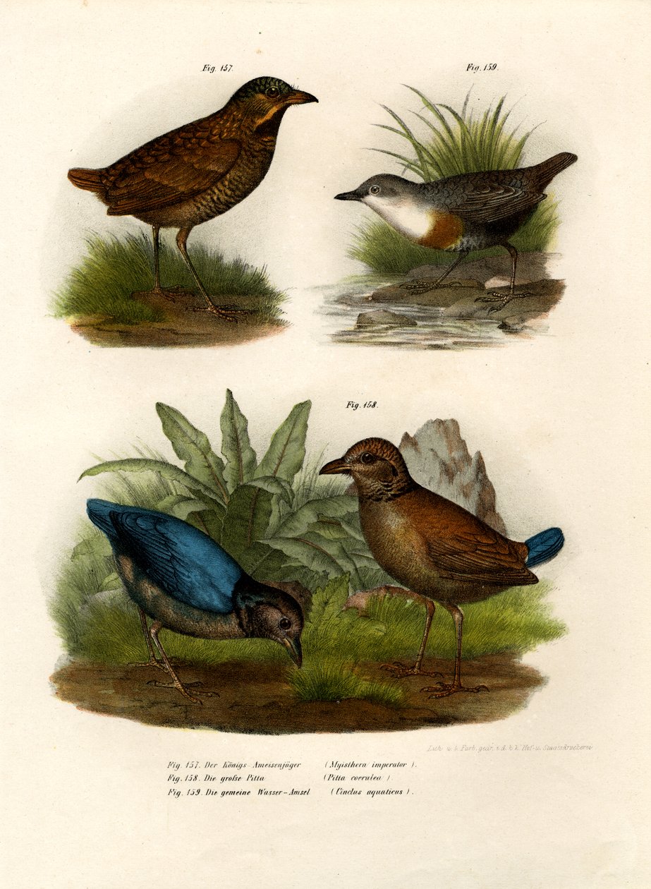 Antpitta, 1864 autorstwa German School