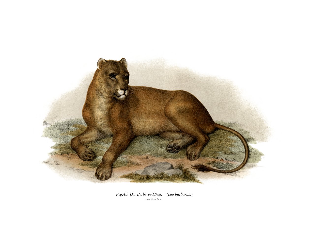 Lew Barbary, 1860 autorstwa German School