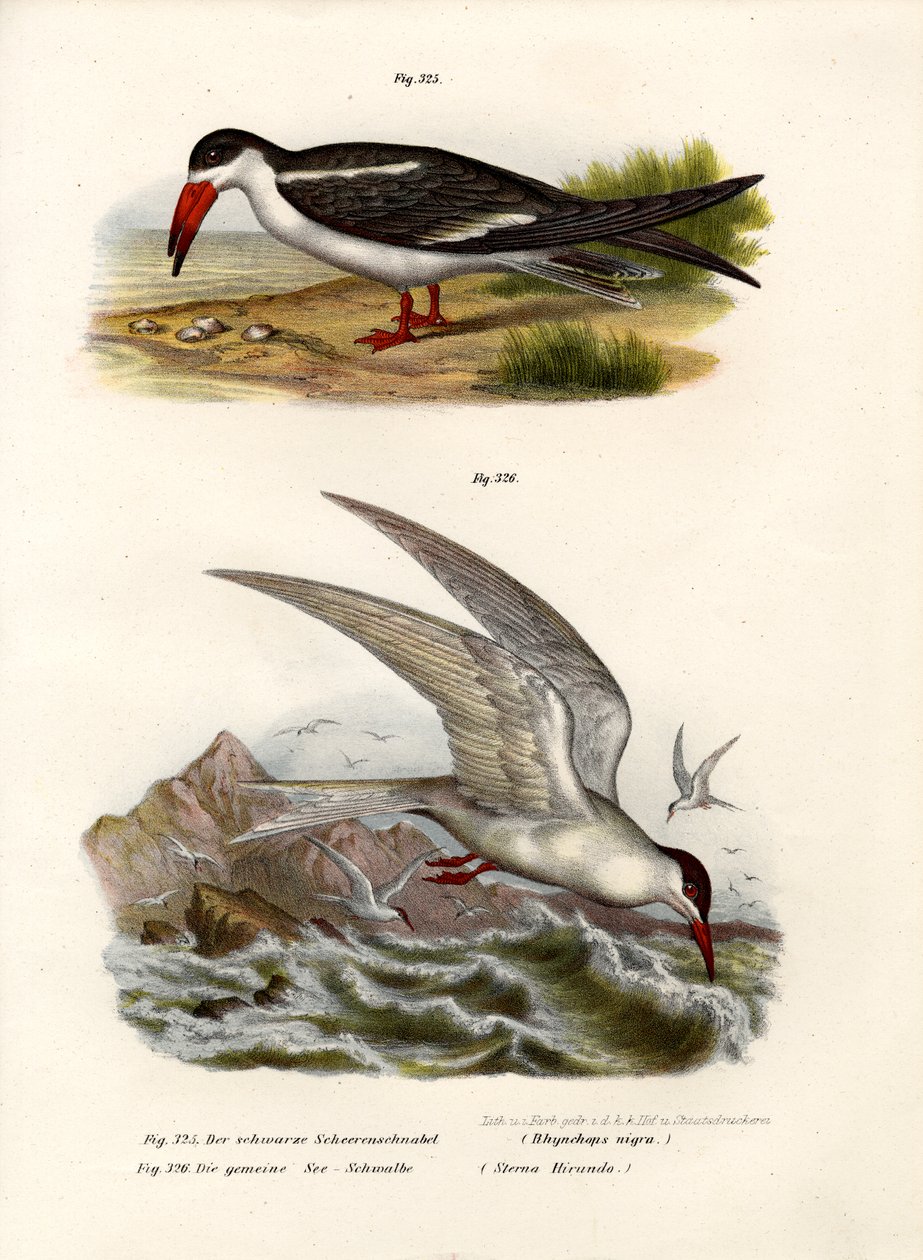 Czarny skimmer, 1864 autorstwa German School