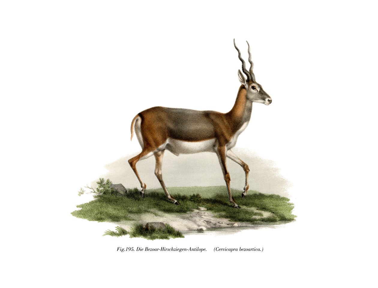 Blackbuck, 1860 autorstwa German School