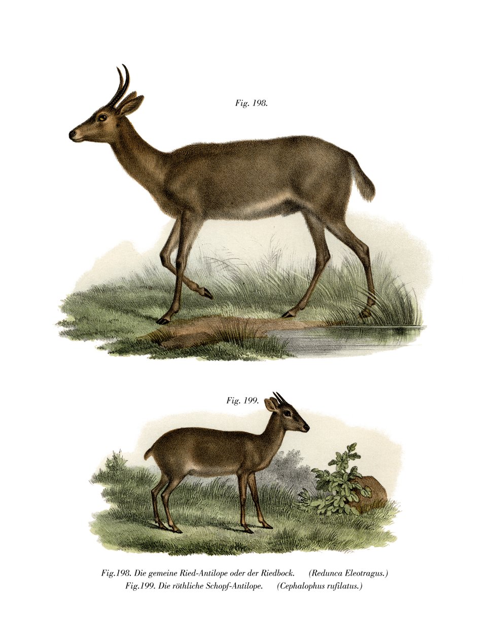 Bohor Reedbuck, 1860 autorstwa German School