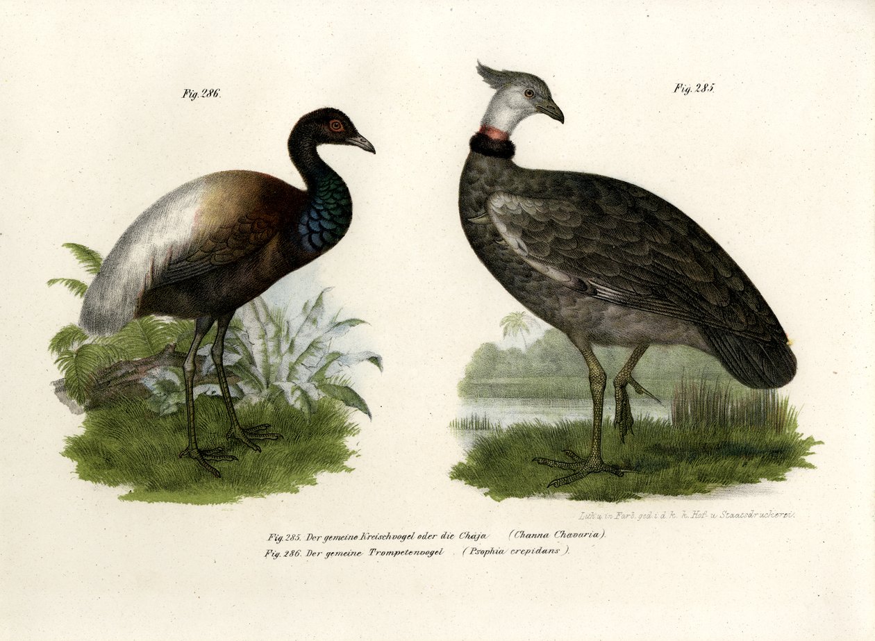 Ptak Chaja, 1864 autorstwa German School