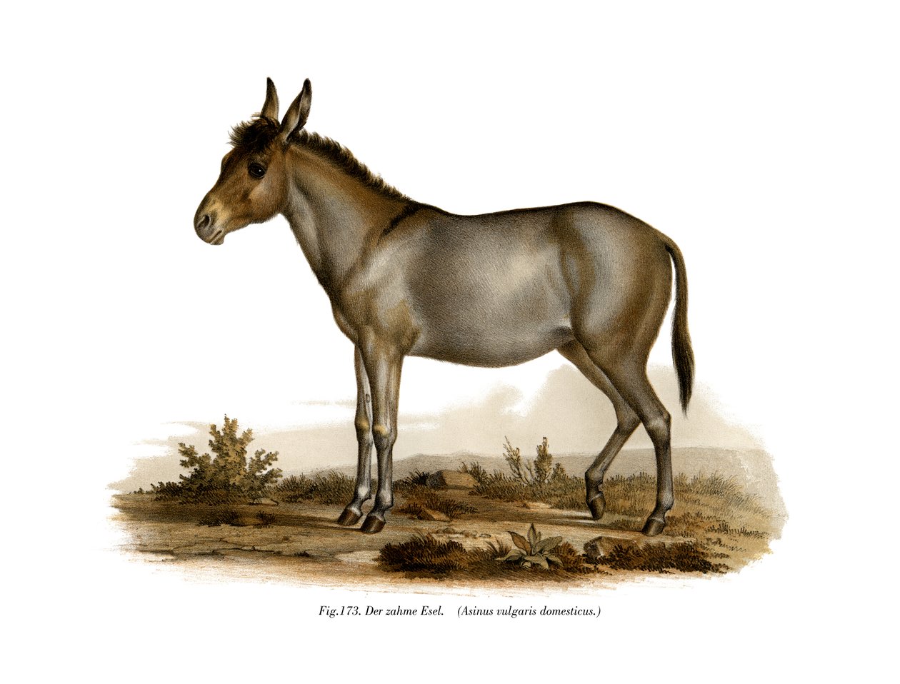 Osioł, 1860 autorstwa German School