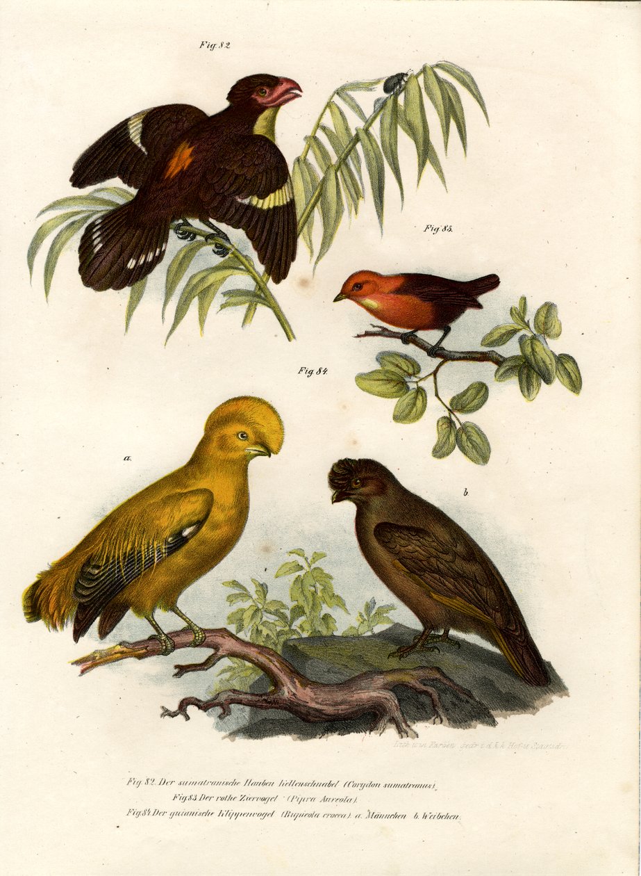 Ciemny Broadbill, 1864 autorstwa German School