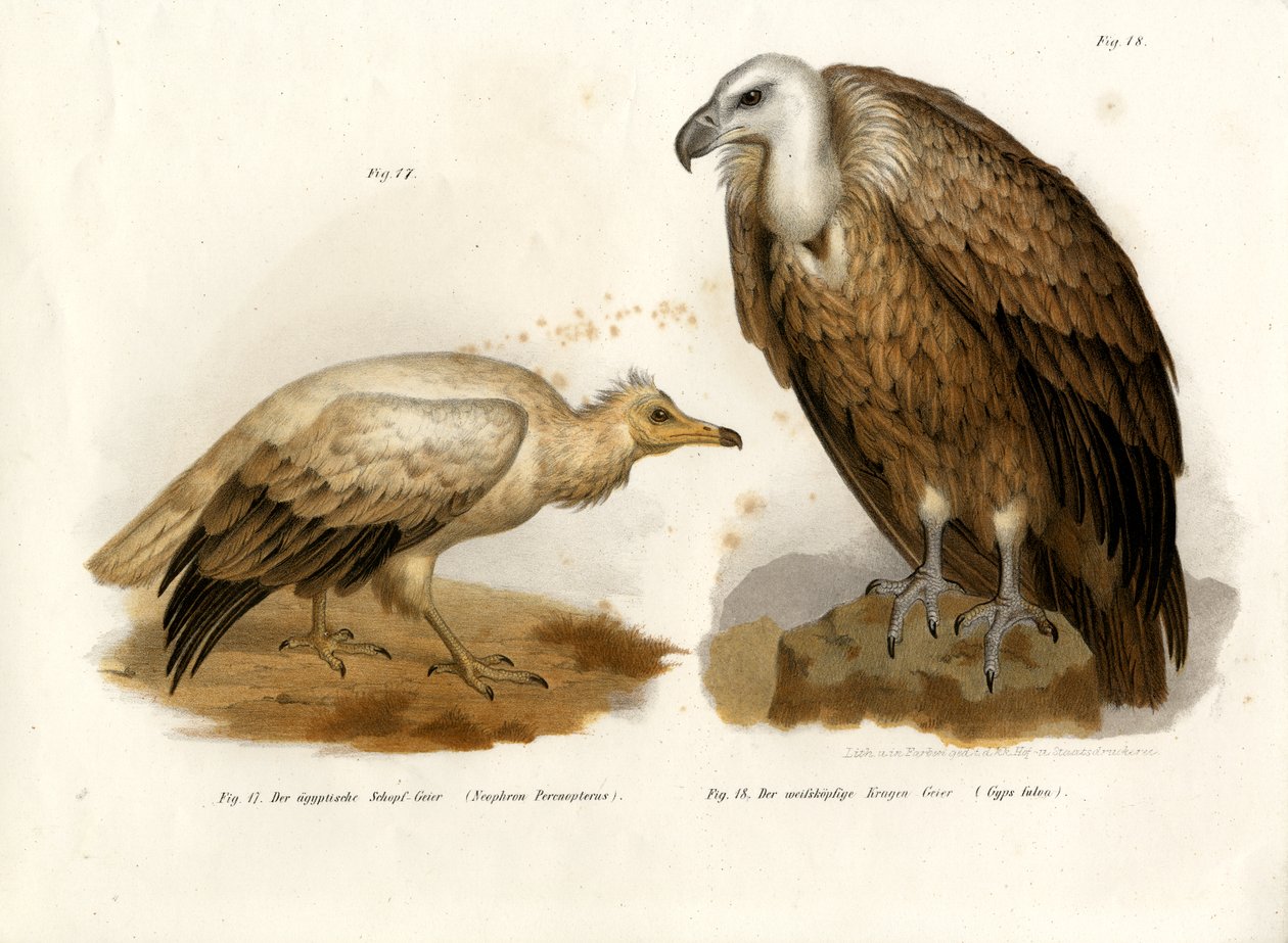 Sęp egipski, 1864 autorstwa German School