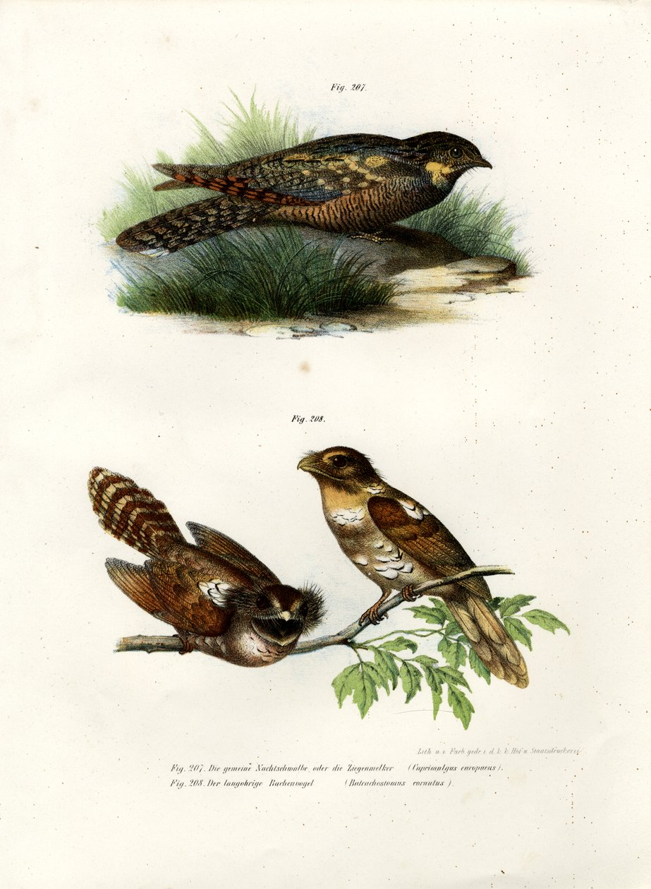 Eurazjatycki lelek, 1864 autorstwa German School