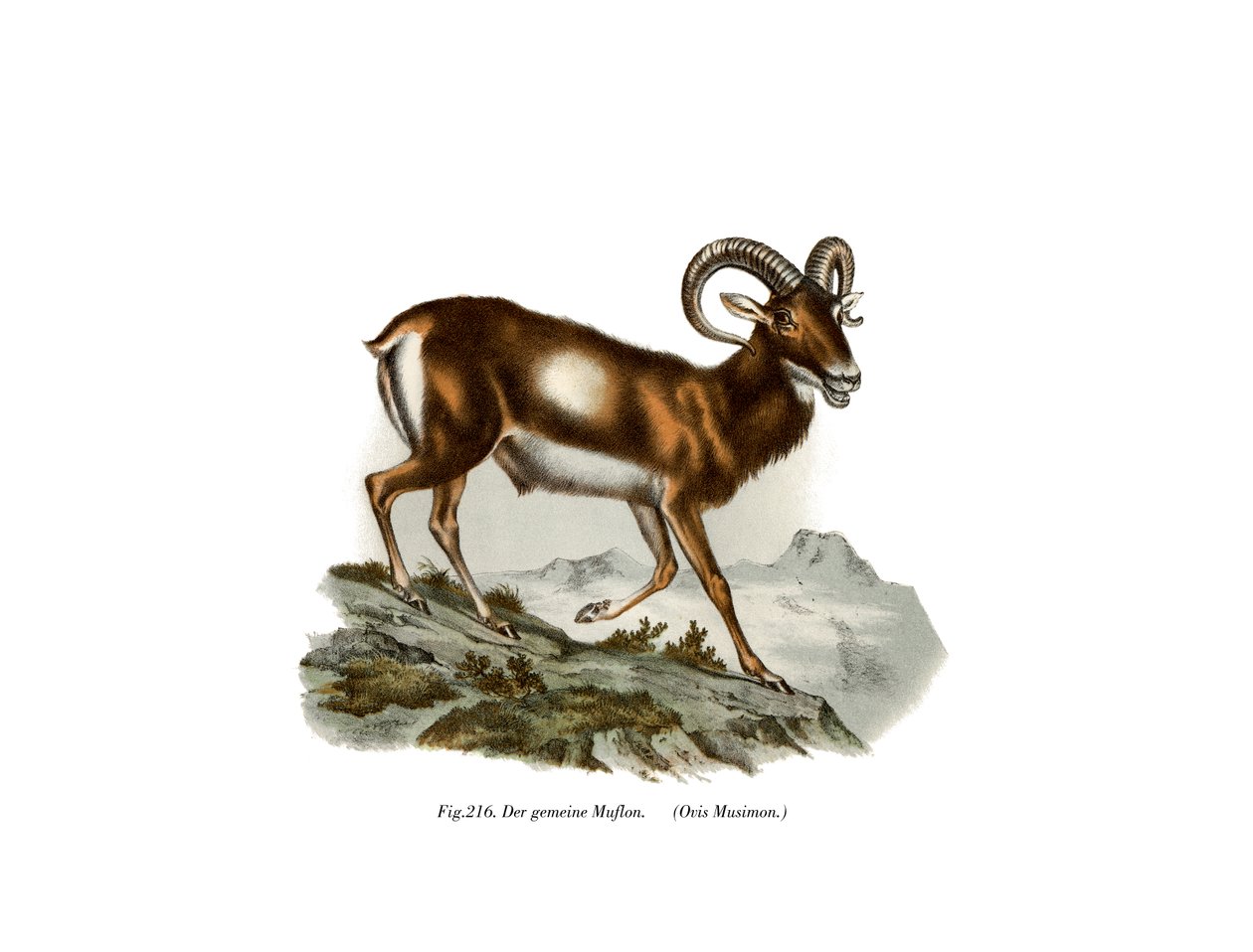 Muflon europejski, 1860 autorstwa German School