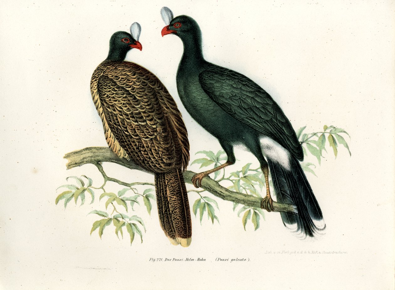 Galeated Curassow, 1864 autorstwa German School
