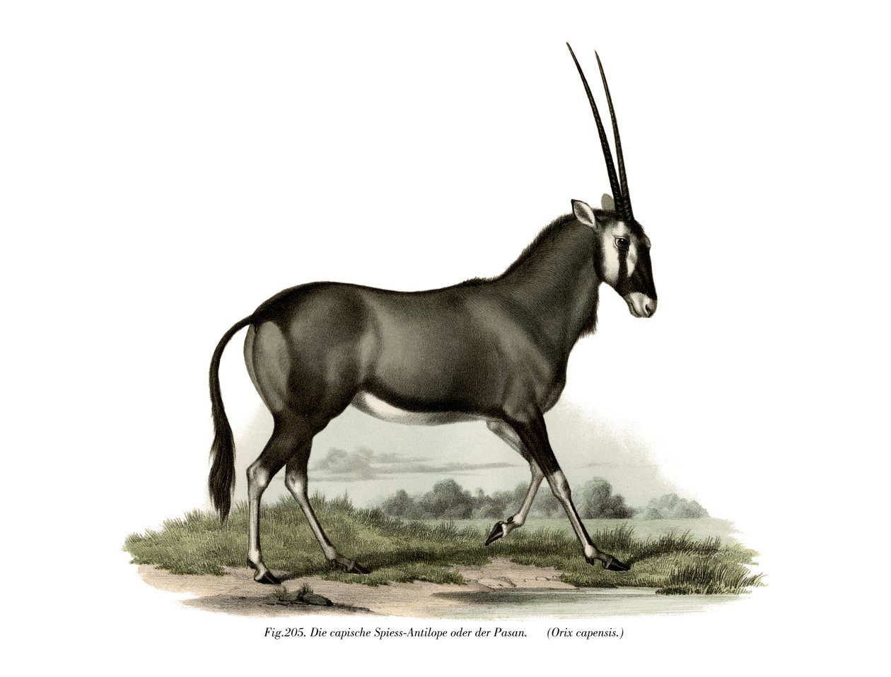 Gemsbok, 1860 autorstwa German School