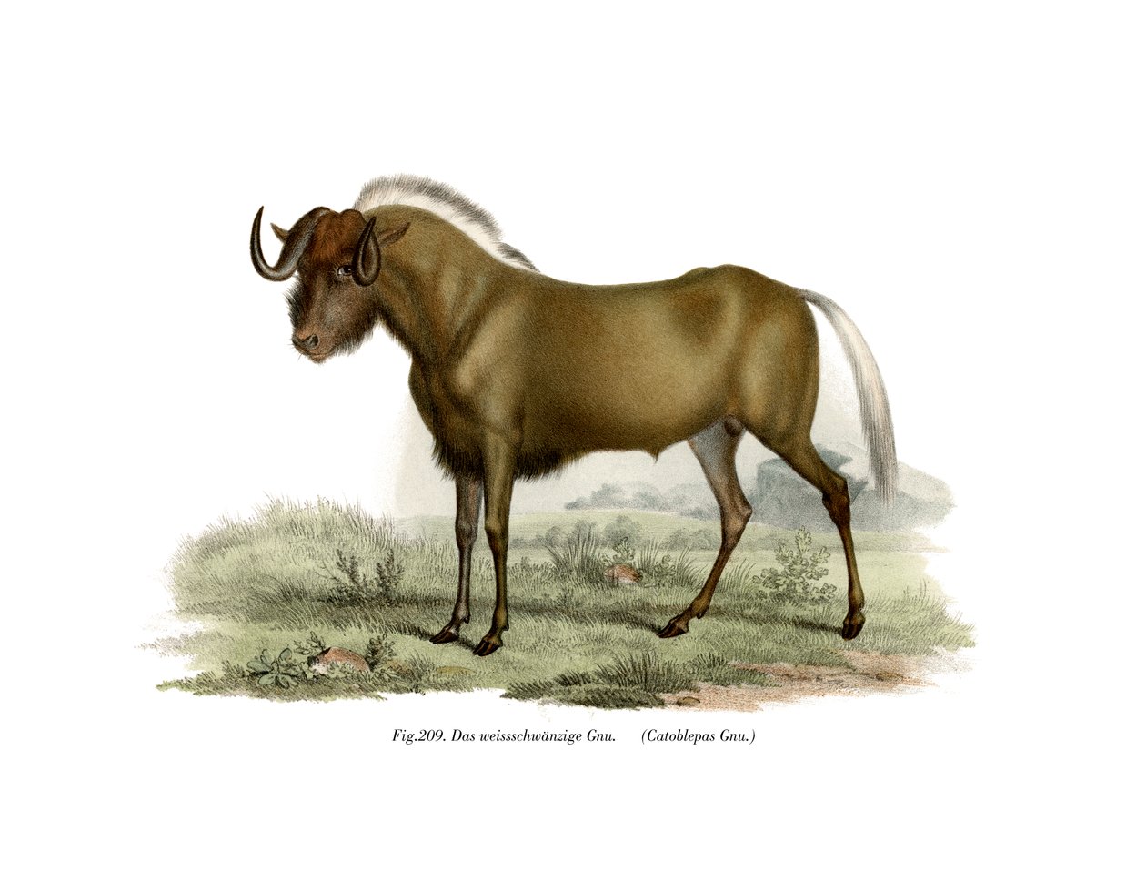 Gnu, 1860 r autorstwa German School