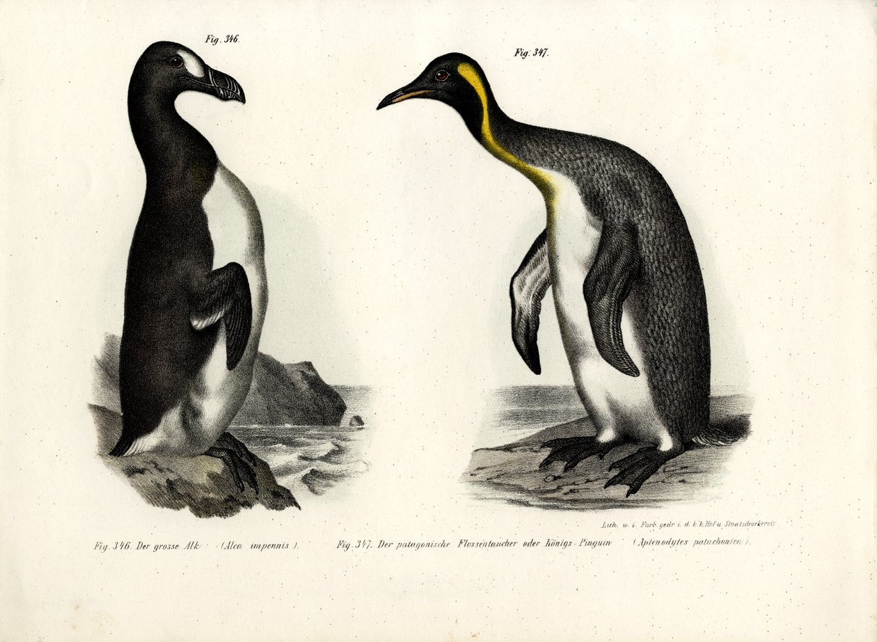 Alka wielka, 1864 autorstwa German School