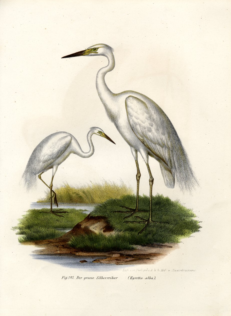 Czapla biała, 1864 autorstwa German School