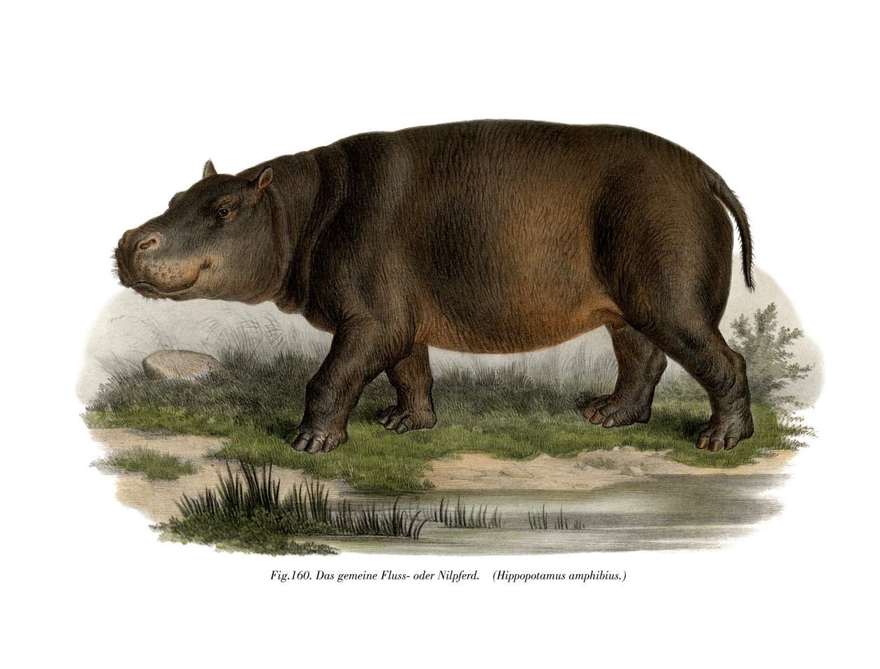 Hipopotam, 1860 autorstwa German School