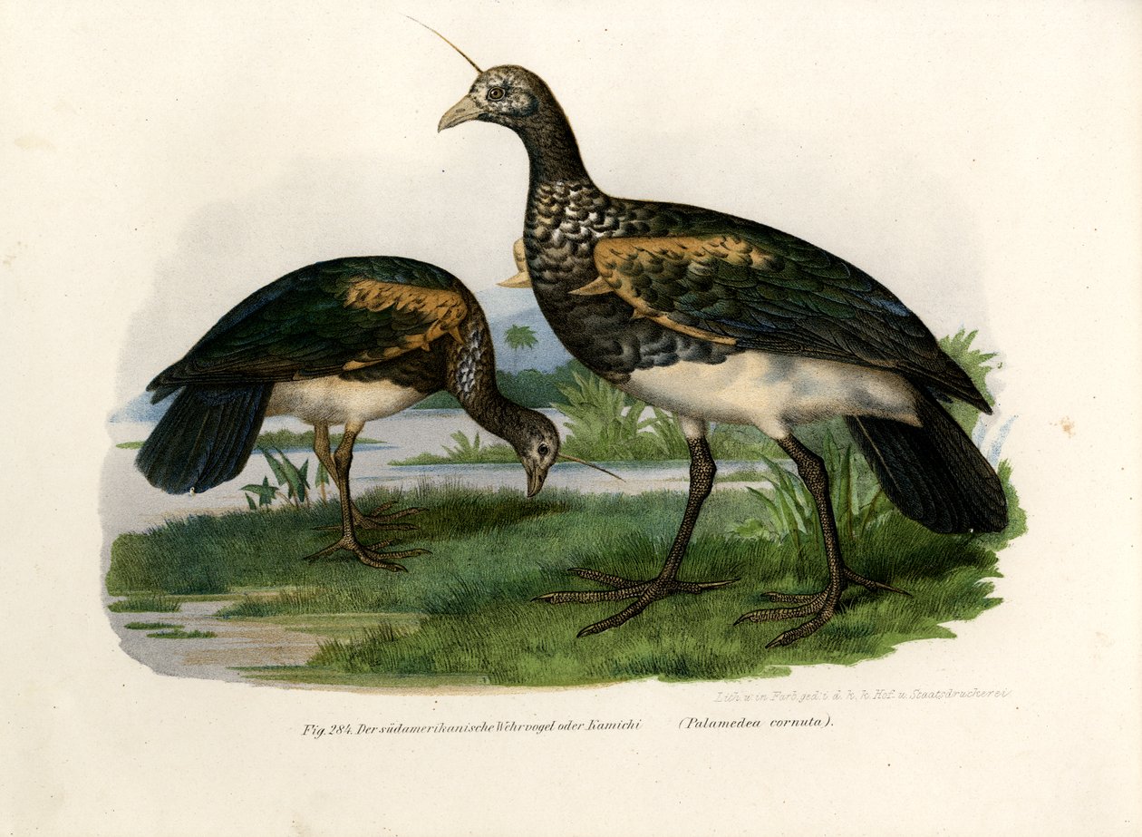 Rogaty Wrzask, 1864 autorstwa German School