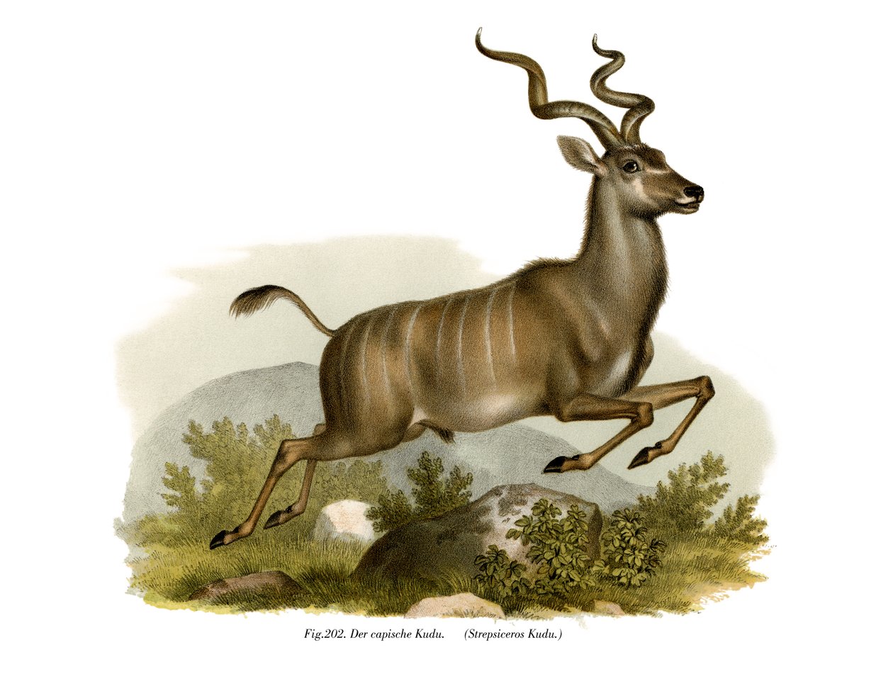 Kudu, 1860 autorstwa German School