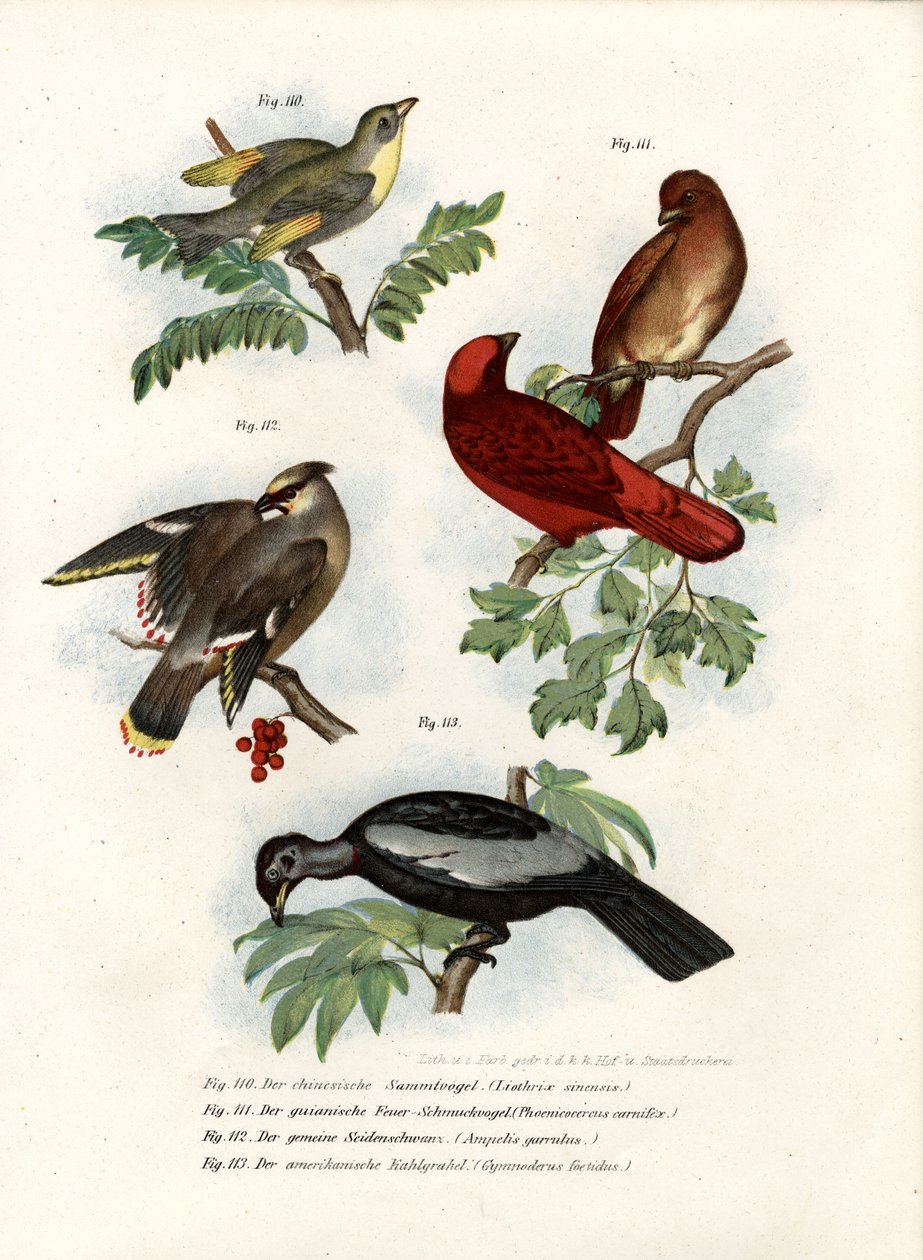 Ptak Leiothrix, 1864 autorstwa German School