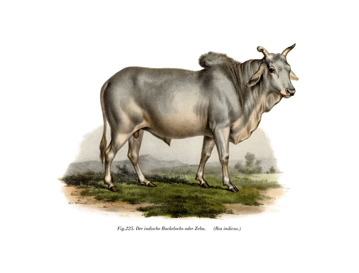 Mali naciska Z, żeby nadrobić krowy, 1860 autorstwa German School