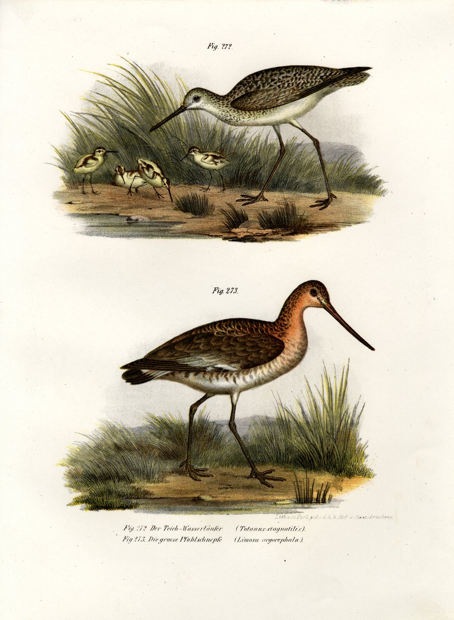 Biegacz bagienny, 1864 r. autorstwa German School