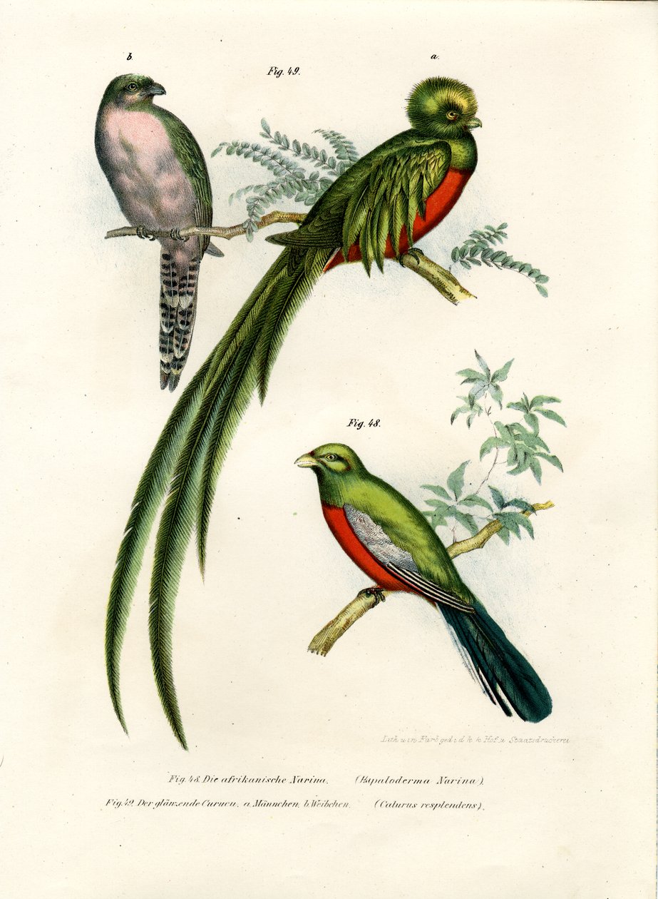 Narina Trogon, 1864 r. autorstwa German School