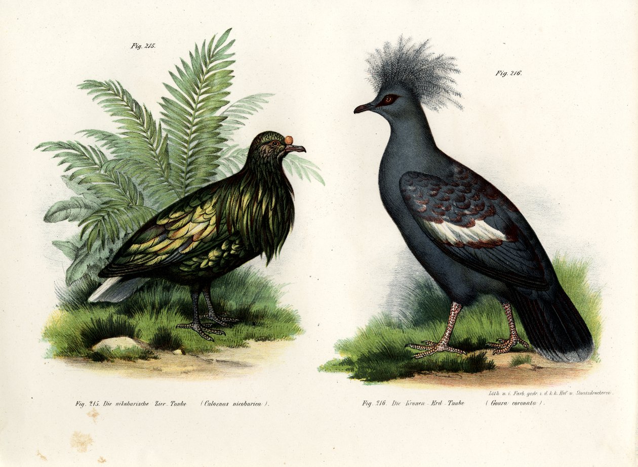 Nicobar Gołąb, 1864 autorstwa German School