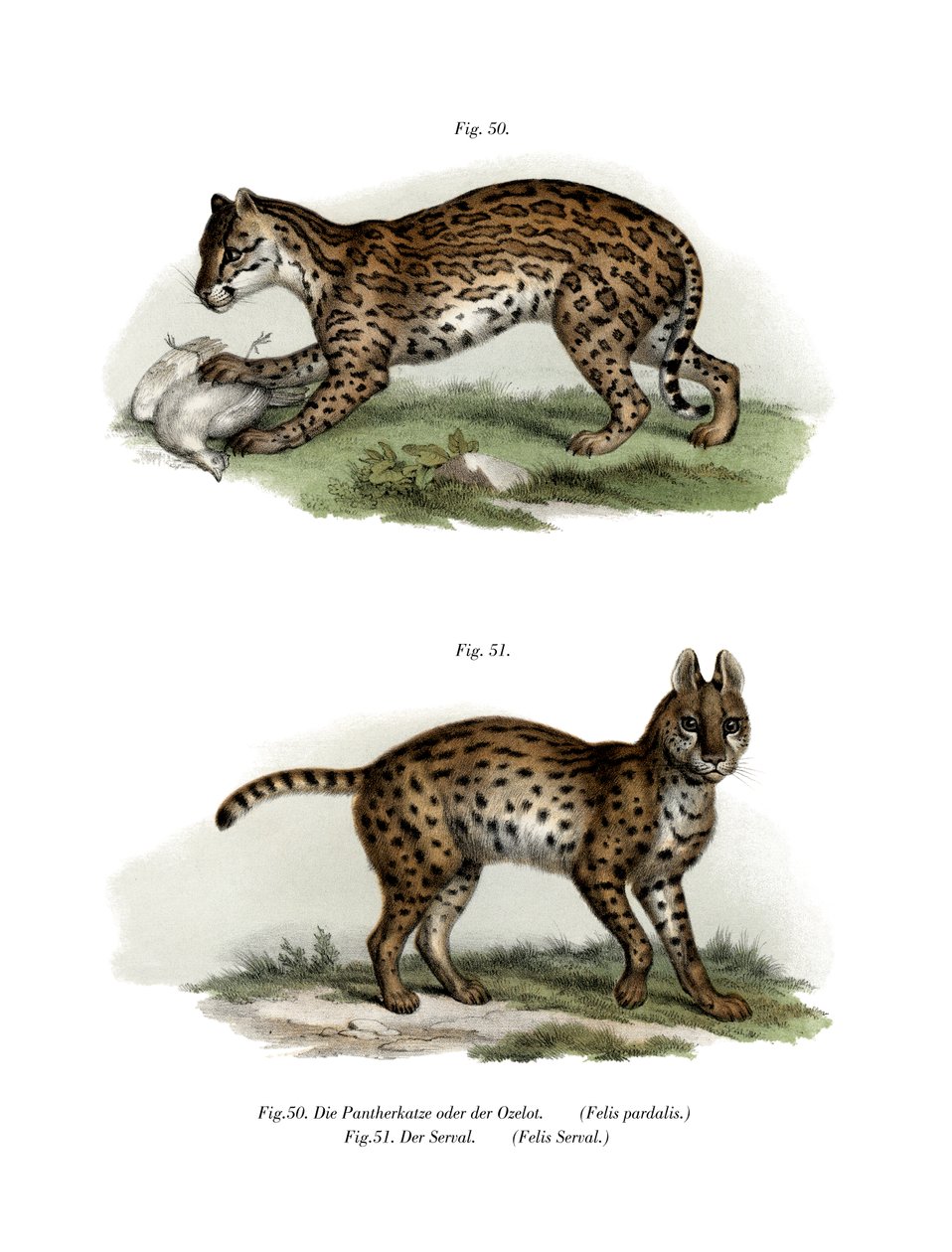 Ocelota, 1860 autorstwa German School