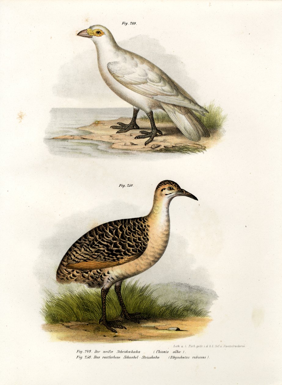 Sheatbill o bladej twarzy, 1864 autorstwa German School