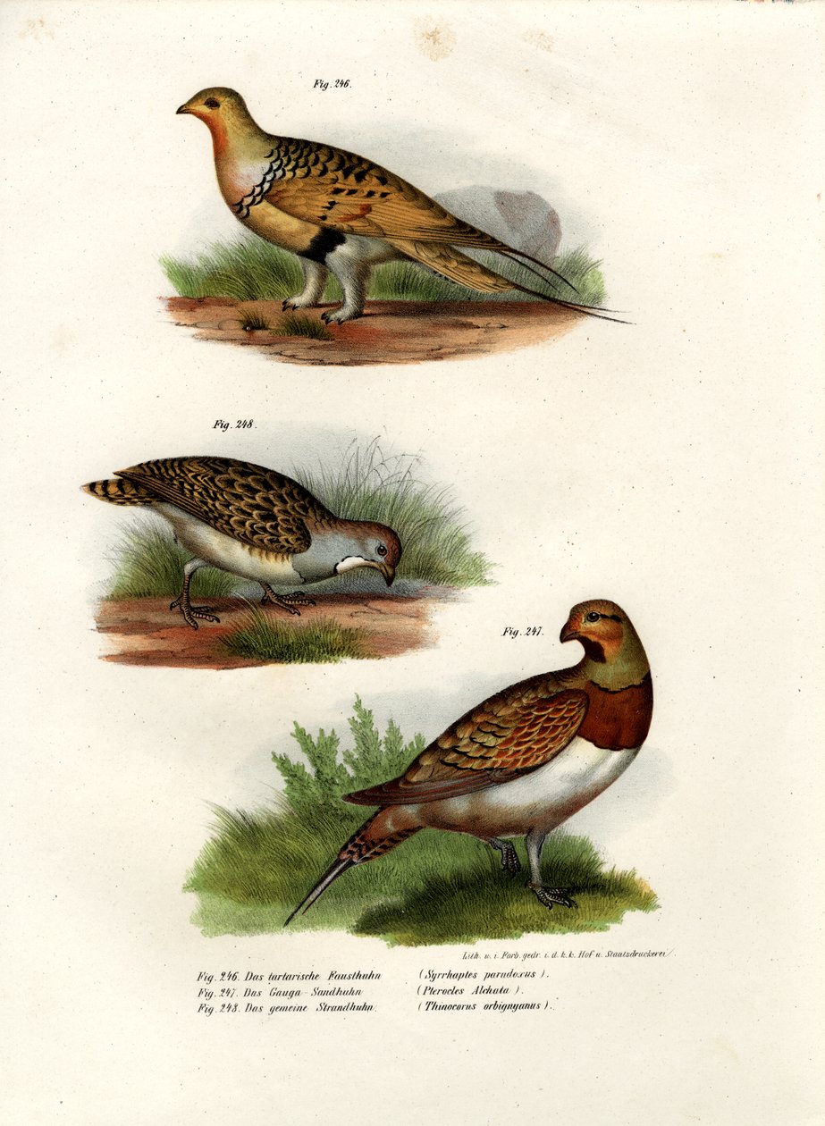 Piaskownica Pallas, 1864 autorstwa German School