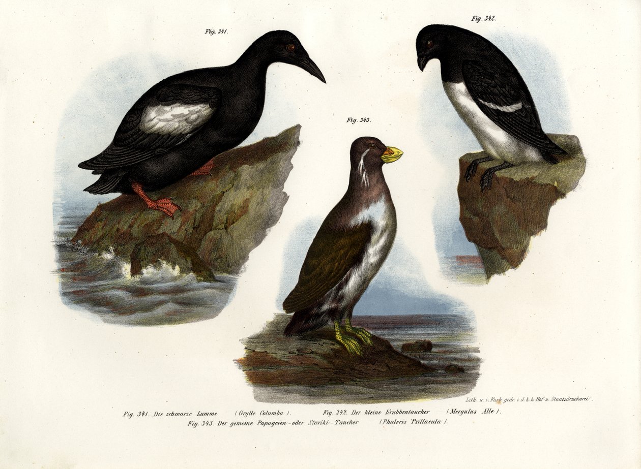Gołąb Guillemot, 1864 autorstwa German School