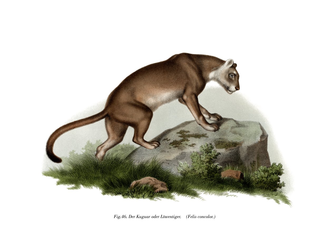 Puma, 1860 r autorstwa German School