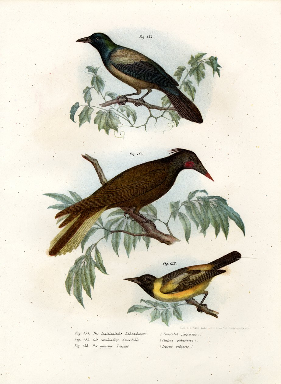 Fioletowy Grakle, 1864 autorstwa German School