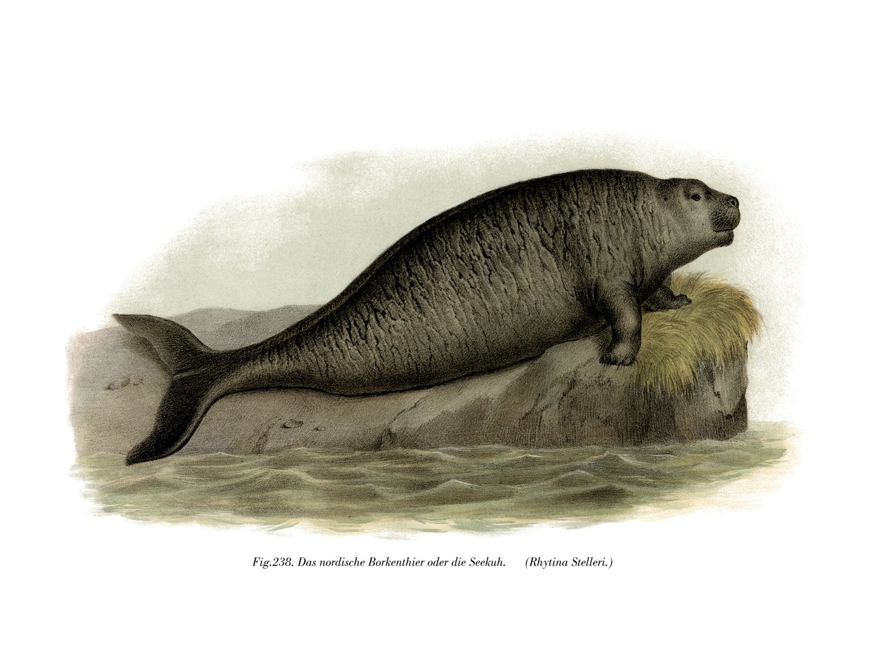 Krowa morska Stellera, 1860 autorstwa German School