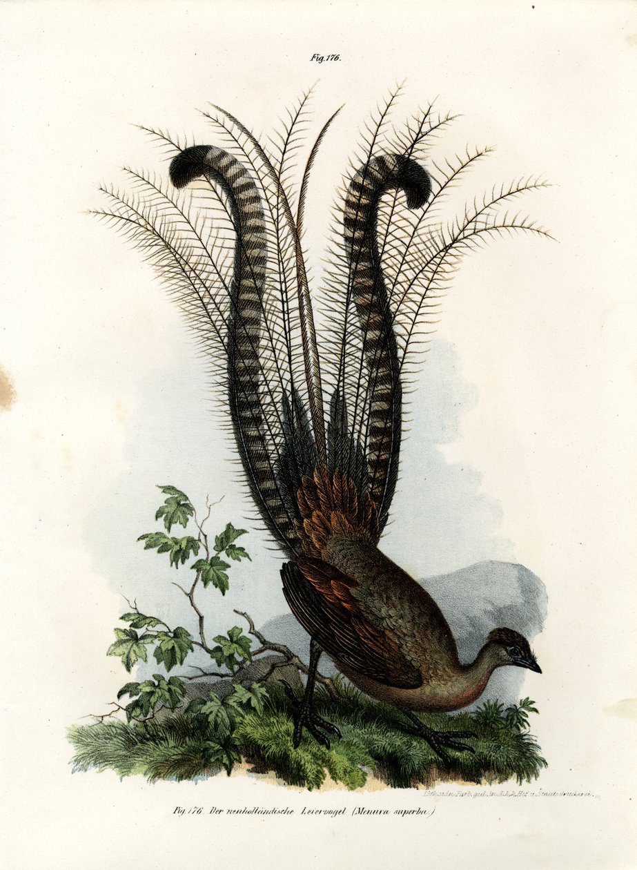 Lirogon wspaniały, 1864 autorstwa German School