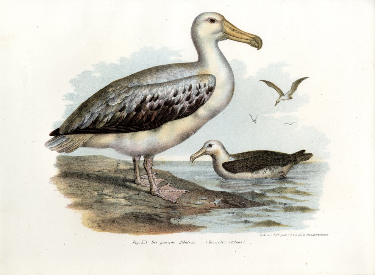 Albatros wędrowny, 1864 autorstwa German School