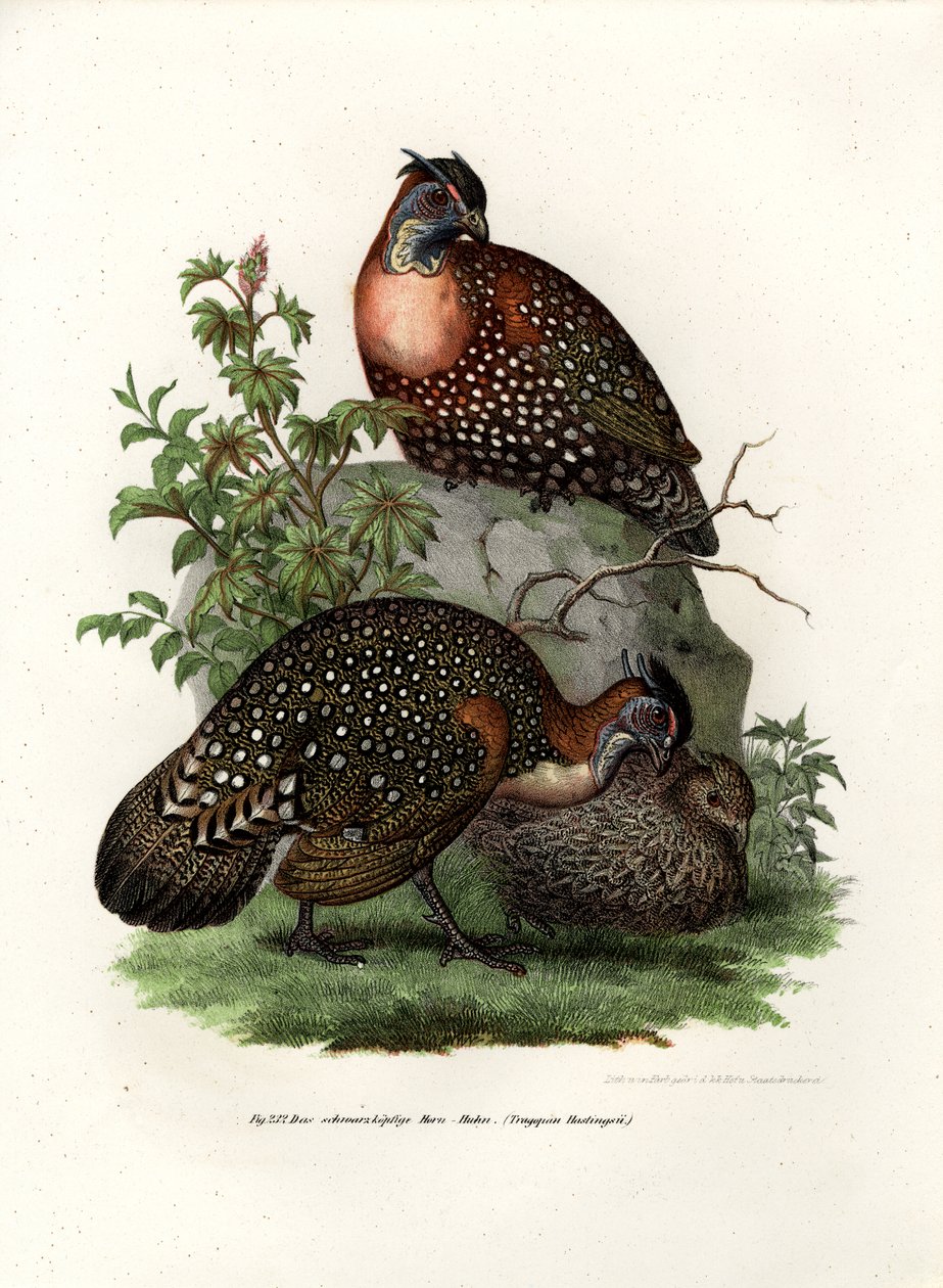 Zachodni Tragopan, 1864 autorstwa German School