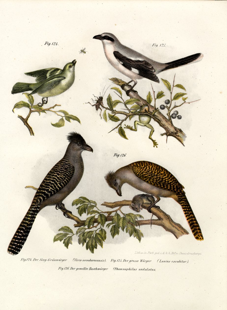 Białooki Vireo, 1864 autorstwa German School