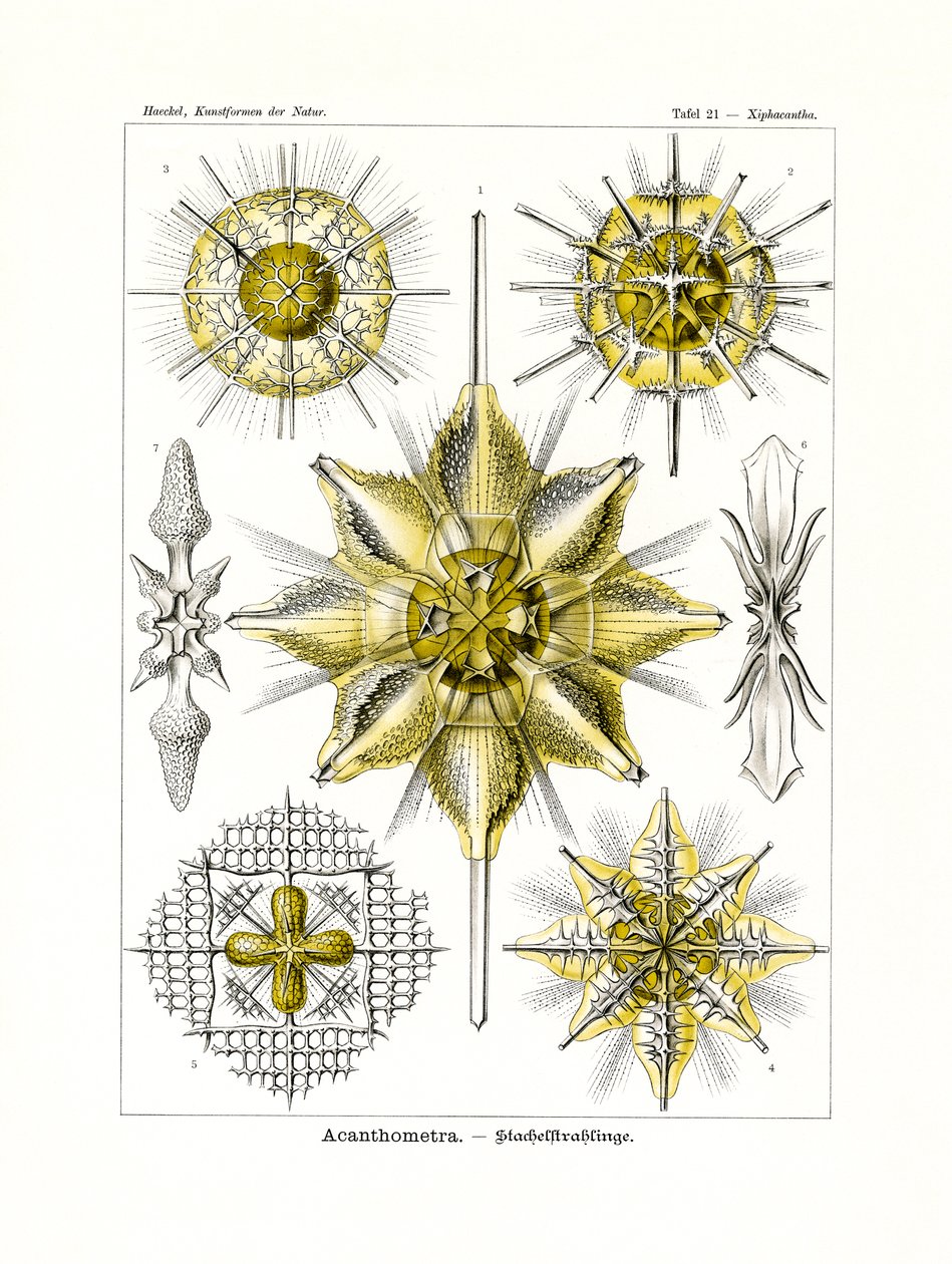 Acanthometra, 1899-1904 autorstwa German School