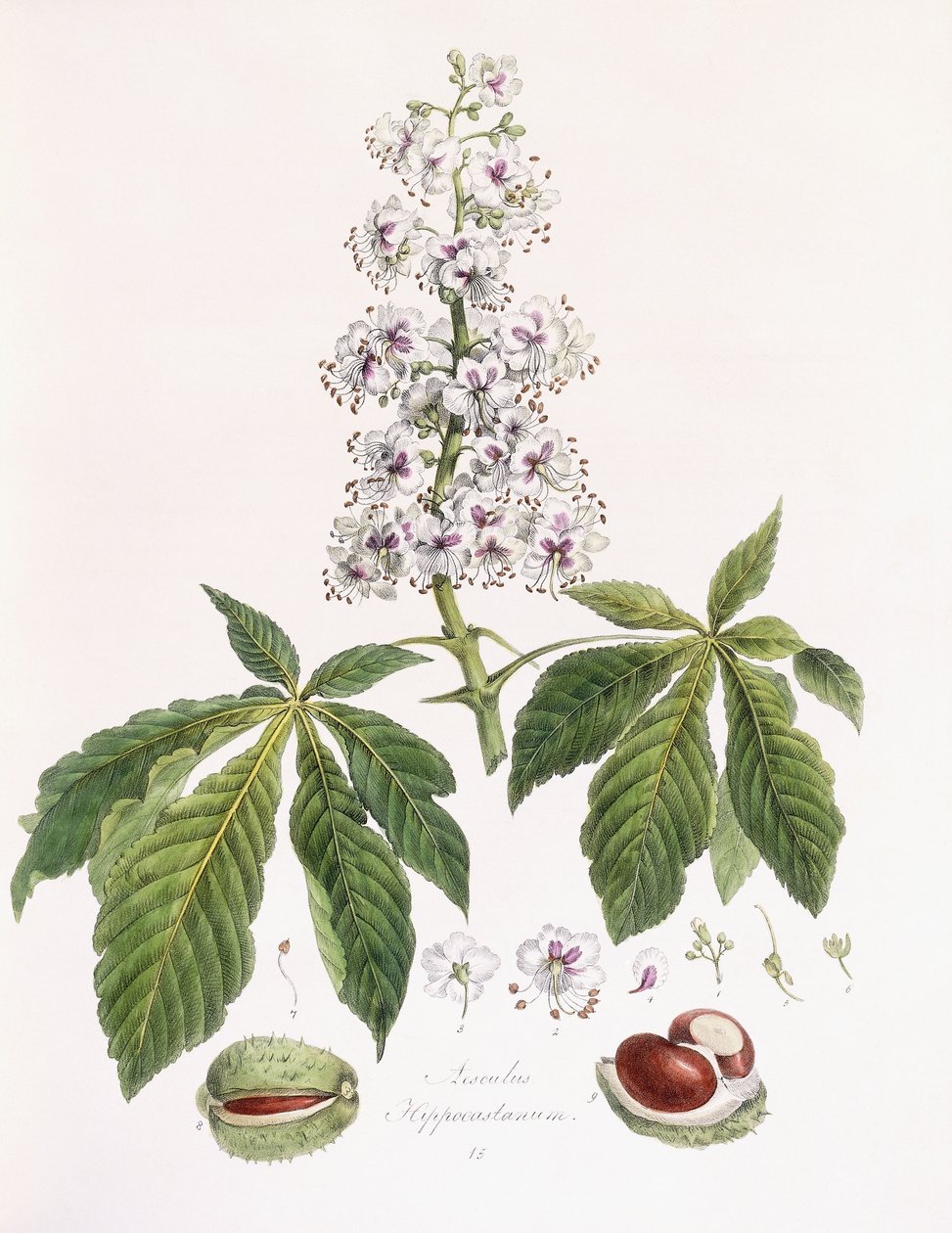 Aesculus Hippocastanum autorstwa German School