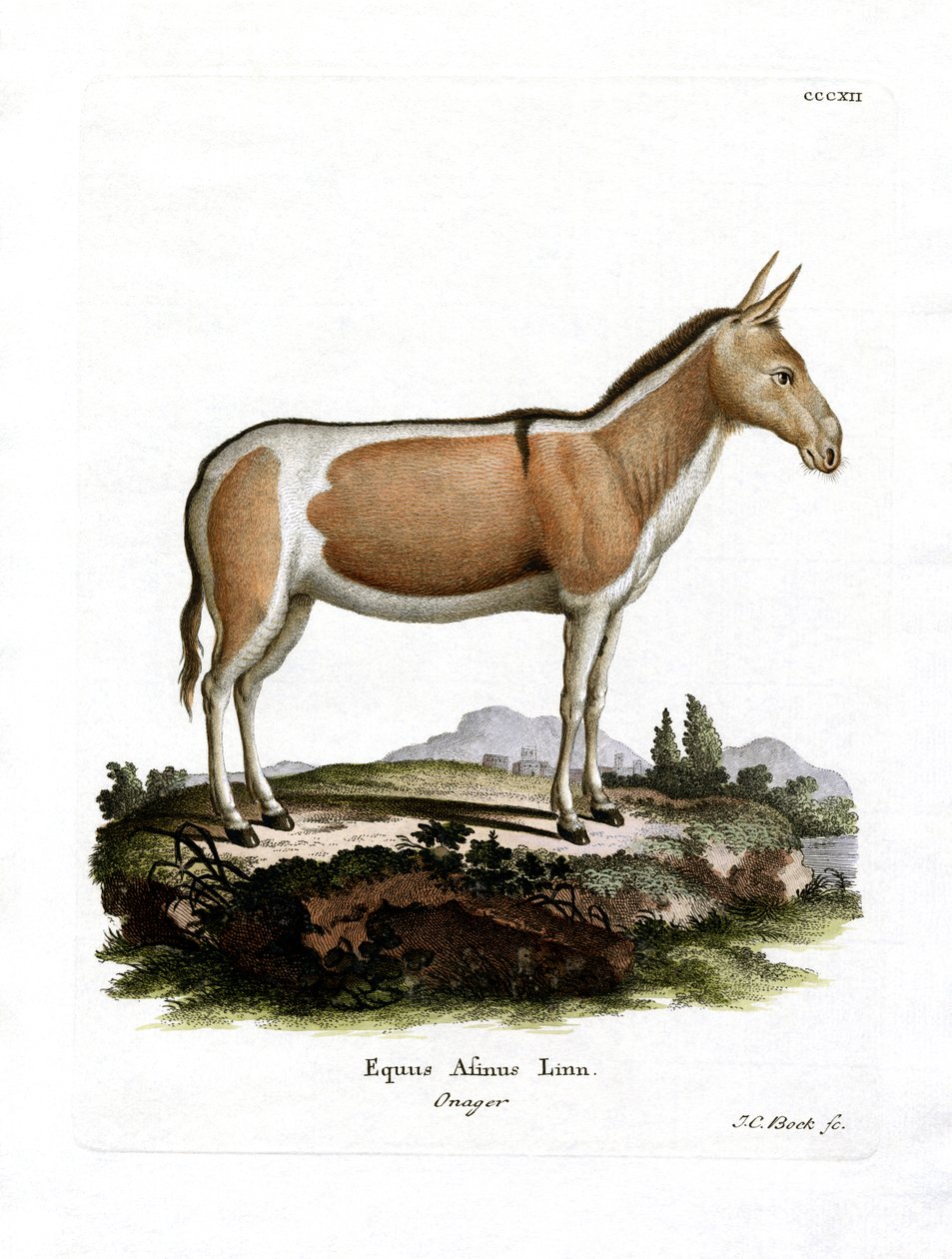 African Wild Ass (kolorowy grawerunek) autorstwa German School