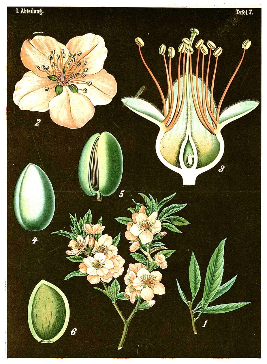 Migdał (Prunus Amygdalus) c.1890 (chromolitografia) autorstwa German School