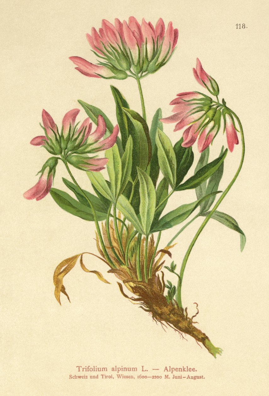 Koniczyna alpejska (Trifolium alpinum) autorstwa German School