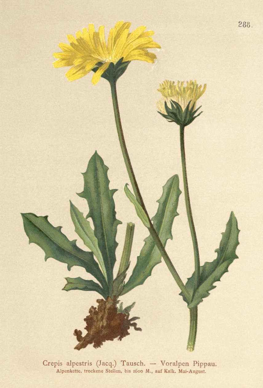 Broda jastrzębia alpejskiego (Crepis alpestris) autorstwa German School