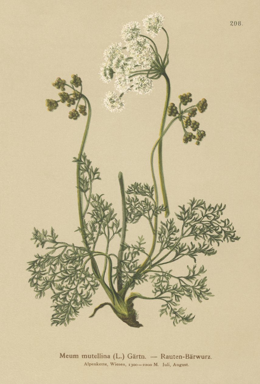 Lubczyk alpejski (My mutellina, Ligusticum mutellina) autorstwa German School