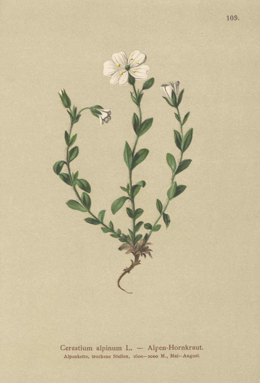 Ucho myszy alpejskiej (Cerastium alpinum) autorstwa German School