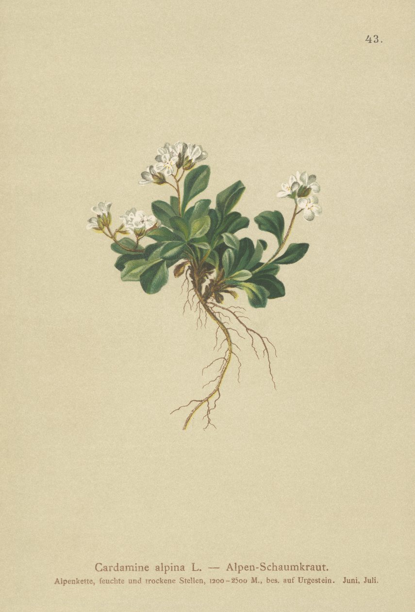 Alpejska rzeżucha północna (Cardamine alpina) autorstwa German School