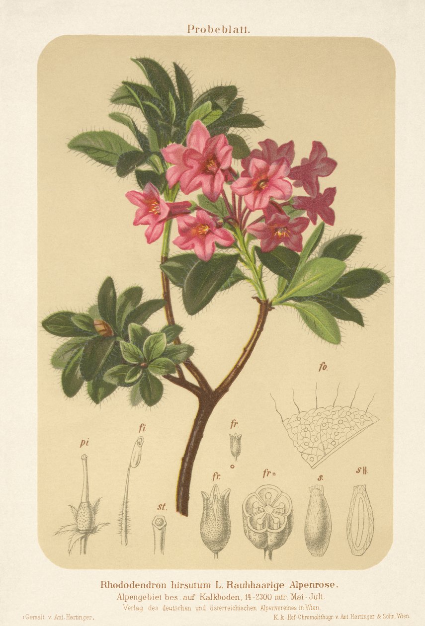Róża alpejska (Rhododendron hirsutum) autorstwa German School