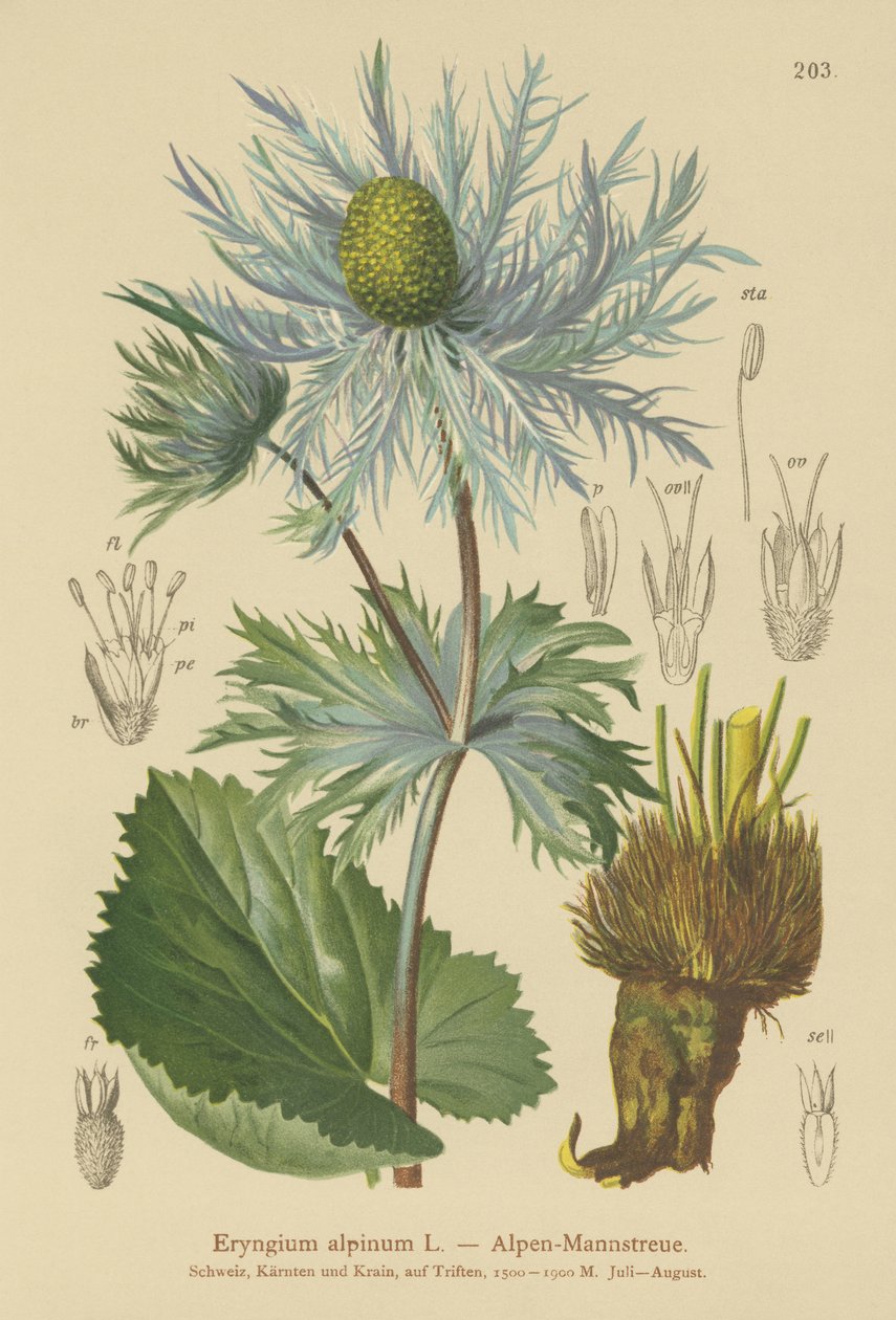 Ostrokrzew alpejski (Eryngium alpinum) autorstwa German School