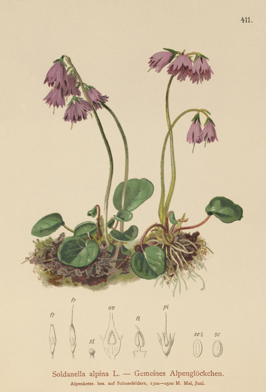 Śnieżyca alpejska (Soldanella alpina) autorstwa German School